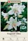 Casa Blanca Oriental Lily - 2 Bulbs 16/18 cm - Dazzling White!